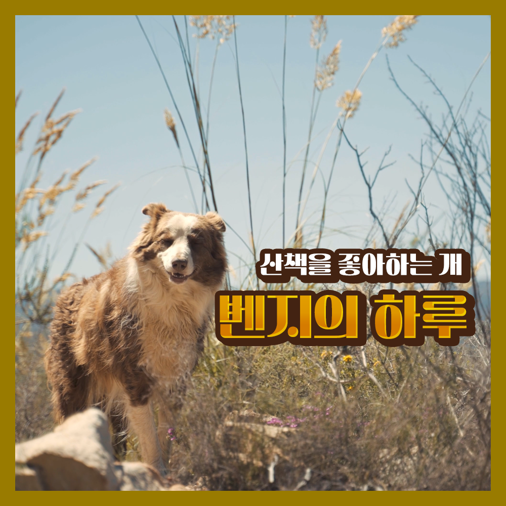 벤지의 하루