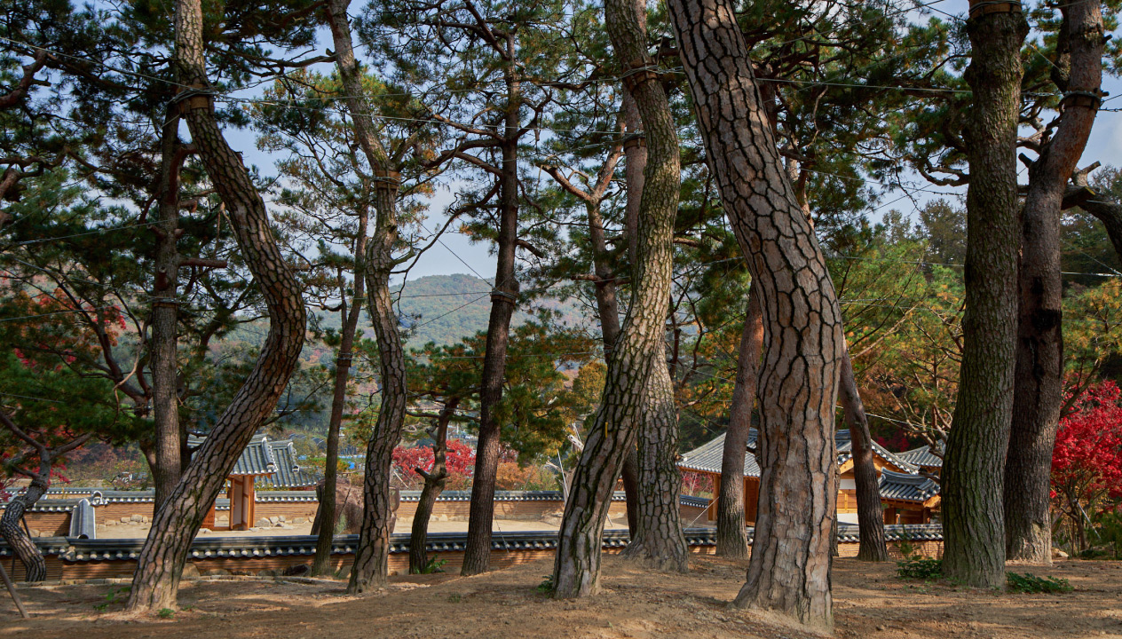 경주솔밭